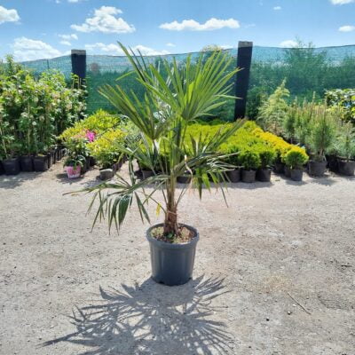Descoperă eleganța naturală Palmier Chamaerops Excelsa! Plantează-l în grădina ta și bucură-te de frunzele lungi și de culoarea verde închis. 🌴🛒