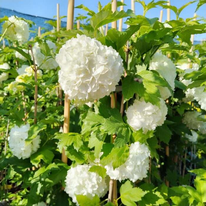 Călin Bulgăraș de zăpadă - Viburnum opulus Roseum, la ghiveci - imagine 2