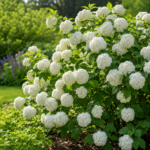 Călin Bulgăraș de zăpadă - Viburnum opulus Roseum, la ghiveci