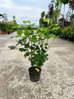 Călin Bulgăraș de zăpadă - Viburnum opulus Roseum, la ghiveci - imagine 2