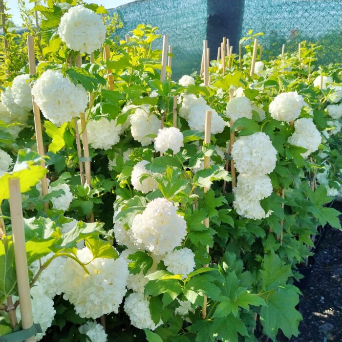 Călin Bulgăraș de zăpadă - Viburnum opulus Roseum, la ghiveci - imagine 3