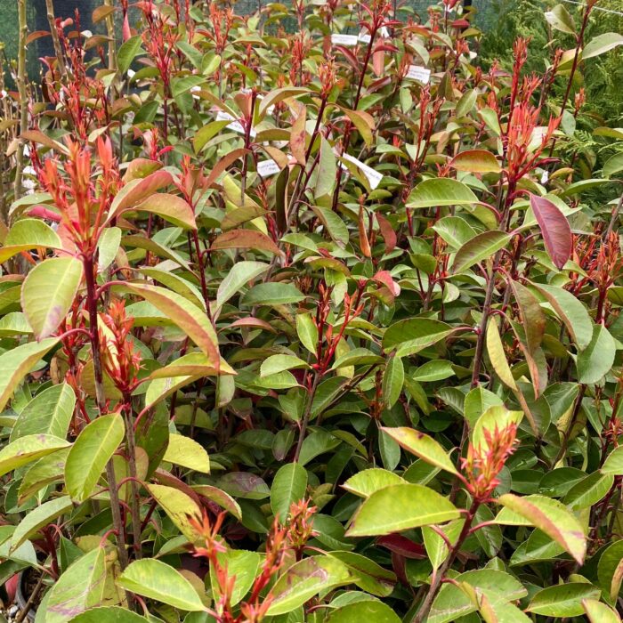 Pentru a prospera, Photinia fraserii Red Robin preferă expunerea la soare parțial sau la umbră parțială și un sol bine drenat.Comandă acum! 🌿🛒