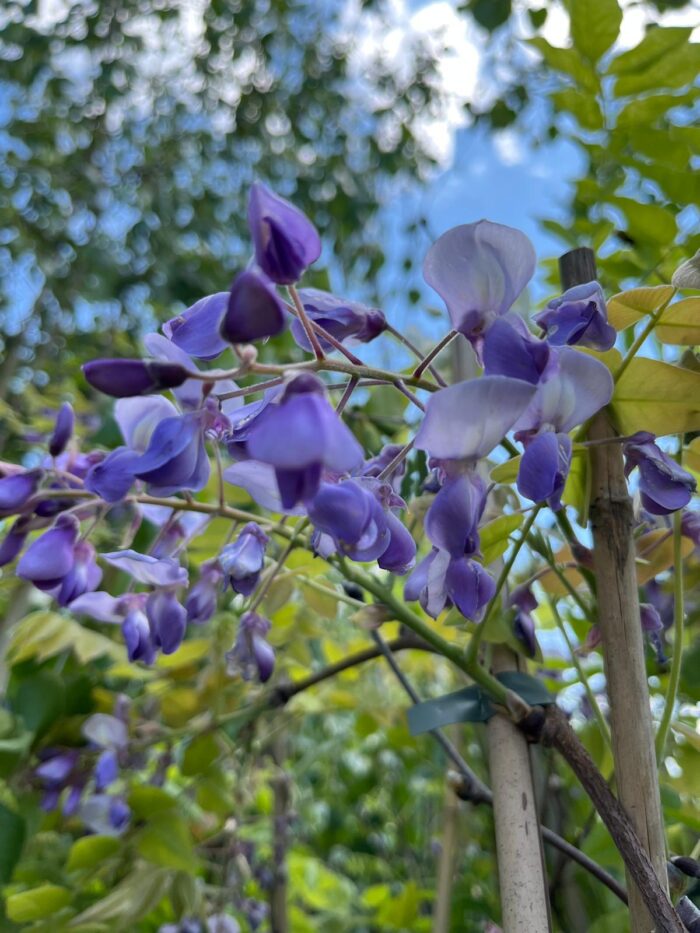 Glicină Mov Ikoyama Fuji, Wisteria brakybotrys la ghiveci - imagine 3
