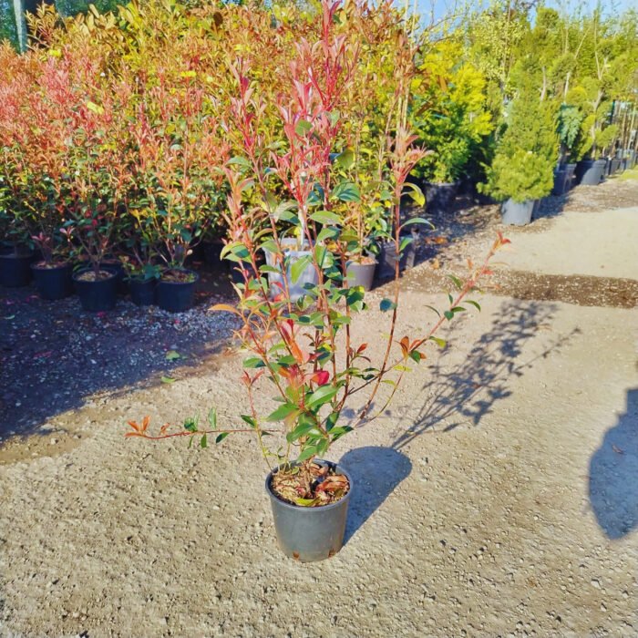 Photinia fraserii Red Robin la ghiveci - imagine 3