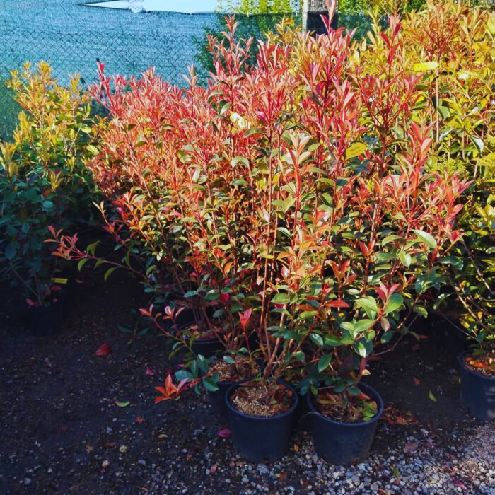 Photinia fraserii Red Robin la ghiveci - imagine 2