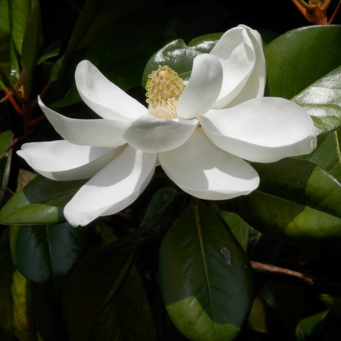 Încântă-ți simțurile cu parfumul înălțător și frumusețea Magnolia grandiflora. O alegere perfectă pentru a aduce eleganță în grădina ta! 🌼