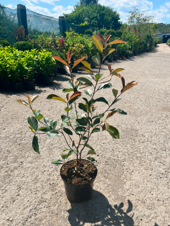 Photinia fraserii Red Robin la ghiveci - imagine 2