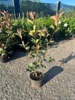 Photinia fraserii Red Robin la ghiveci - imagine 2