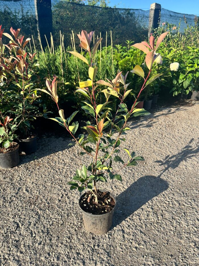 Photinia fraserii Red Robin la ghiveci - imagine 2