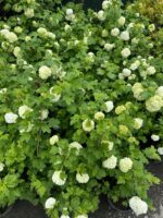 Călin Bulgăraș de zăpadă - Viburnum opulus Roseum, la ghiveci - imagine 2