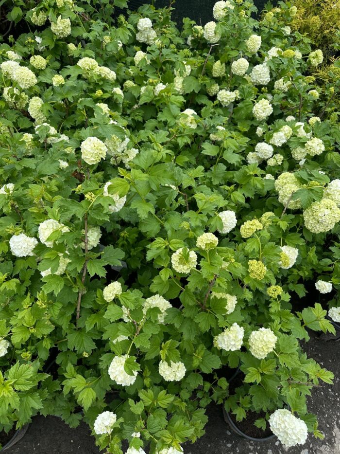 Călin Bulgăraș de zăpadă - Viburnum opulus Roseum, la ghiveci - imagine 2