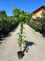 Glicină Albă Schiro Kapitan Fuji, Wisteria brakybotrys la ghiveci - imagine 2