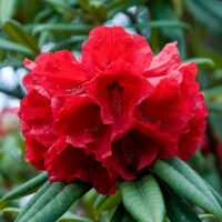 Transformați grădina dvs. într-un paradis floral cu Rododendron Nova Zembla. Flori uimitoare și înălțime generoasă. Cumpărați acum! 🌿🌸