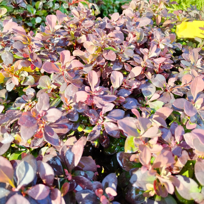 Berberis Thunbergii Harlequin la ghiveci - imagine 3