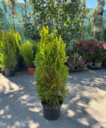 Tuia Occidentalis Golden Smaragd la ghiveci - imagine 2