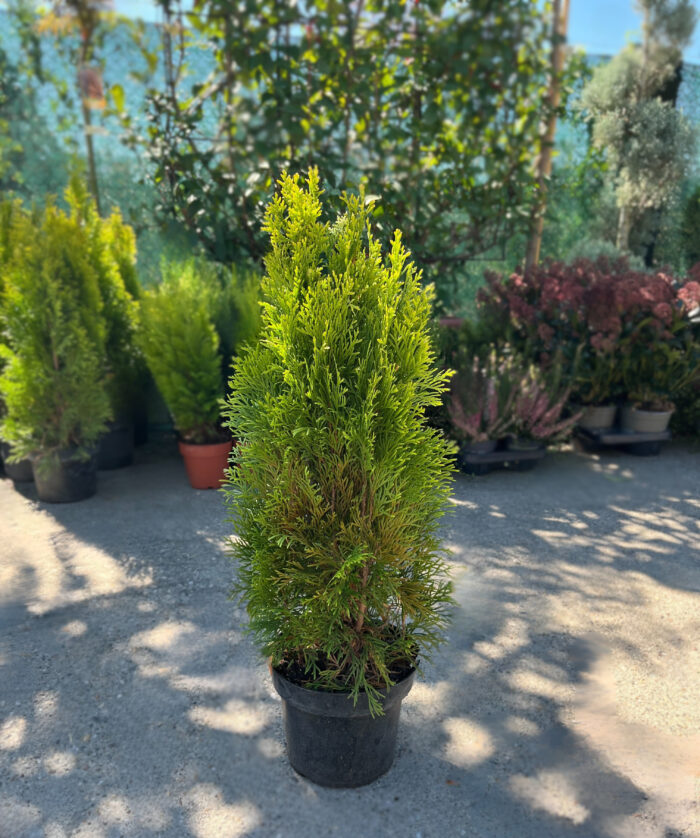 Tuia Occidentalis Golden Smaragd la ghiveci - imagine 2