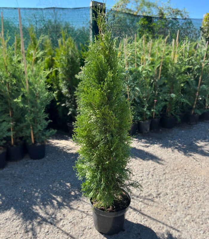 Tuia Smaragd la ghiveci - imagine 2