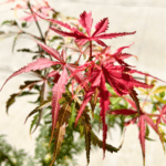 Arțar Jerre Schwartz la ghiveci