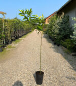 Lamai la ghiveci - imagine 2