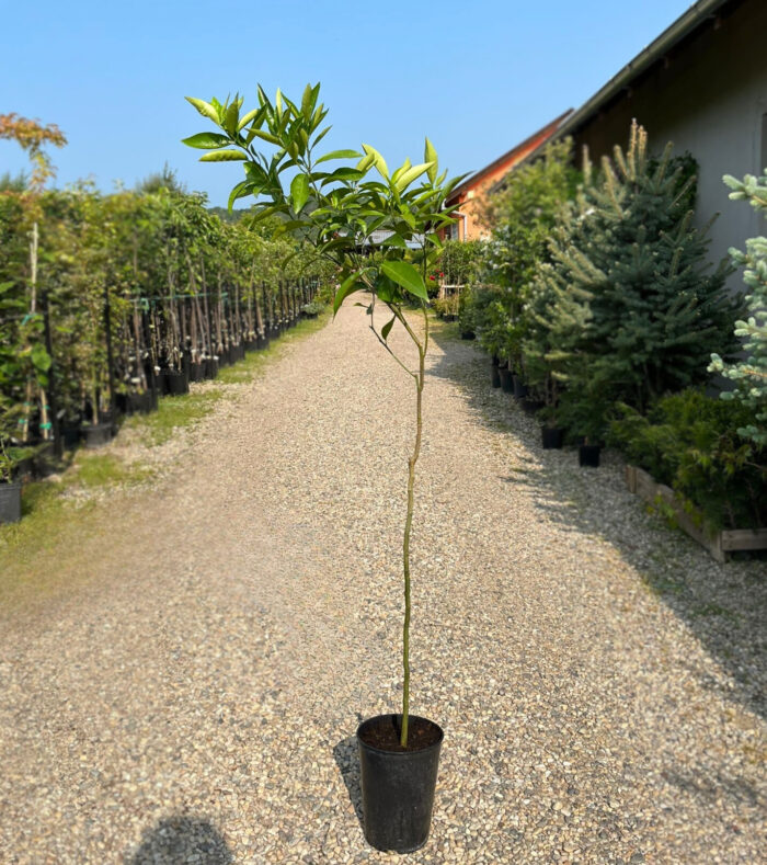 Lamai la ghiveci - imagine 2