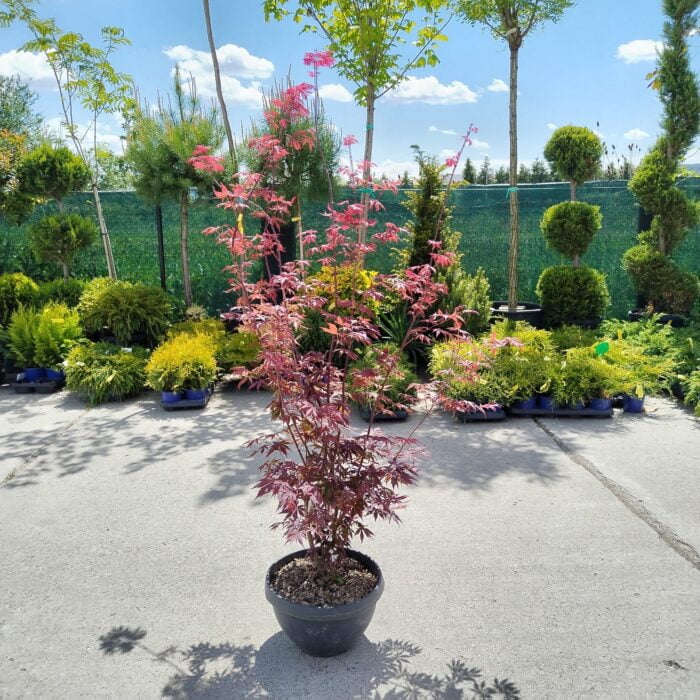 Arțar Skeeters Broom la ghiveci - imagine 2