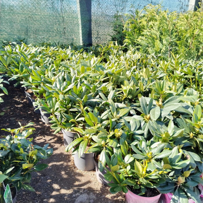 Rhododendron ”Marie Forty” la ghiveci - imagine 3