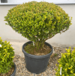 Buxus la ghiveci - Pepiniera Sosa