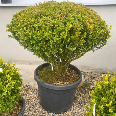 Buxus la ghiveci - Pepiniera Sosa