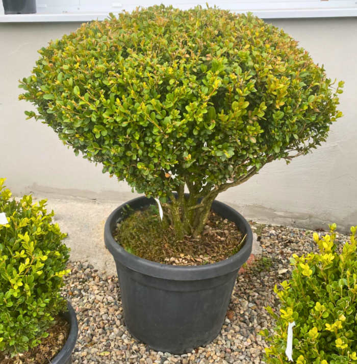 Buxus la ghiveci - Pepiniera Sosa Buxus la ghiveci - Pepiniera Sosa