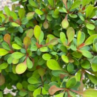 Obține un efect vizual uimitor în grădina ta cu Berberis thunbergii Green Ornament. Formă compactă și frunze strălucitoare pentru un peisaj de poveste! 🌿