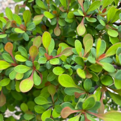 Obține un efect vizual uimitor în grădina ta cu Berberis thunbergii Green Ornament. Formă compactă și frunze strălucitoare pentru un peisaj de poveste! 🌿