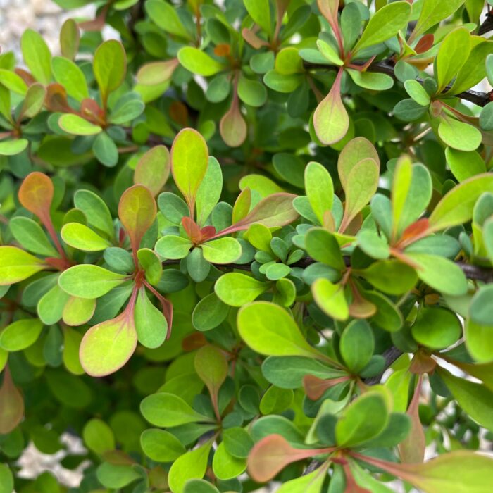 Obține un efect vizual uimitor în grădina ta cu Berberis thunbergii Green Ornament. Formă compactă și frunze strălucitoare pentru un peisaj de poveste! 🌿