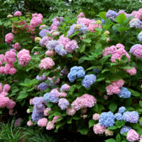 Hortensie Macrophilla Rosea este o alegere magnifică pentru a aduce un strop de culoare și frumusețe în orice spațiu. Comandă acum! 🌺🛒