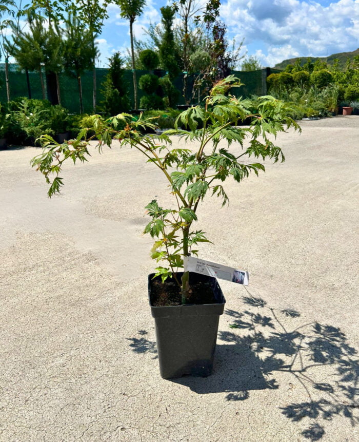 Arțar Japonez Aconitifolium la ghiveci - imagine 2