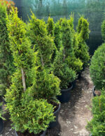 Cupressocyparis Leylandii Spirala Medie la ghiveci - imagine 2