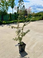 Arțar Jerre Schwartz la ghiveci - imagine 2