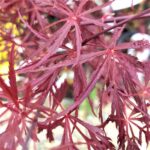 Infrumuseteaza-ti gradina cu un Arțar Tamukeyama japonez, cu frunze elegante și culori vibrante de la primăvara pana toamna. Alege acum! 🍁