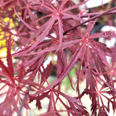 Infrumuseteaza-ti gradina cu un Arțar Tamukeyama japonez, cu frunze elegante și culori vibrante de la primăvara pana toamna. Alege acum! 🍁