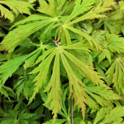 Frunzișul - Artar Japonez 'Aconitifolium' este atrăgător, cu frunze palmate, adesea adânc lobate și înfășurate.Comandă acum! 🛒🌿