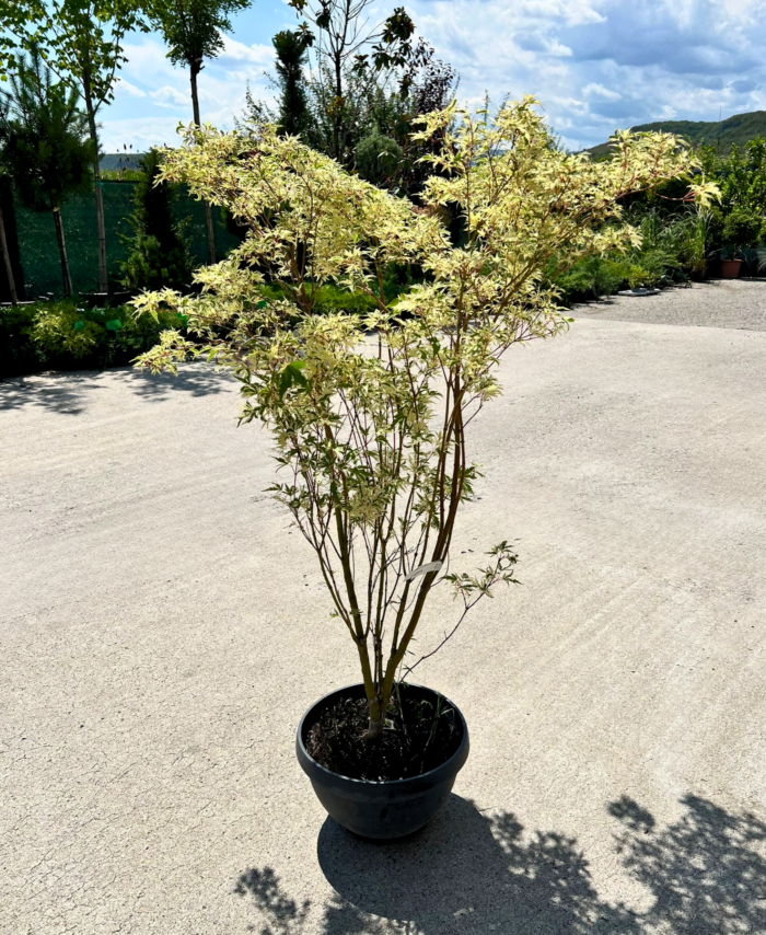 Arțar Butterfly la ghiveci - imagine 2