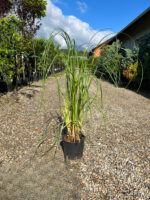 Iarbă de Pampas Albă la ghiveci - imagine 2