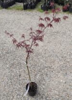 Arțar Tamukeyama pe picior la ghiveci - imagine 2