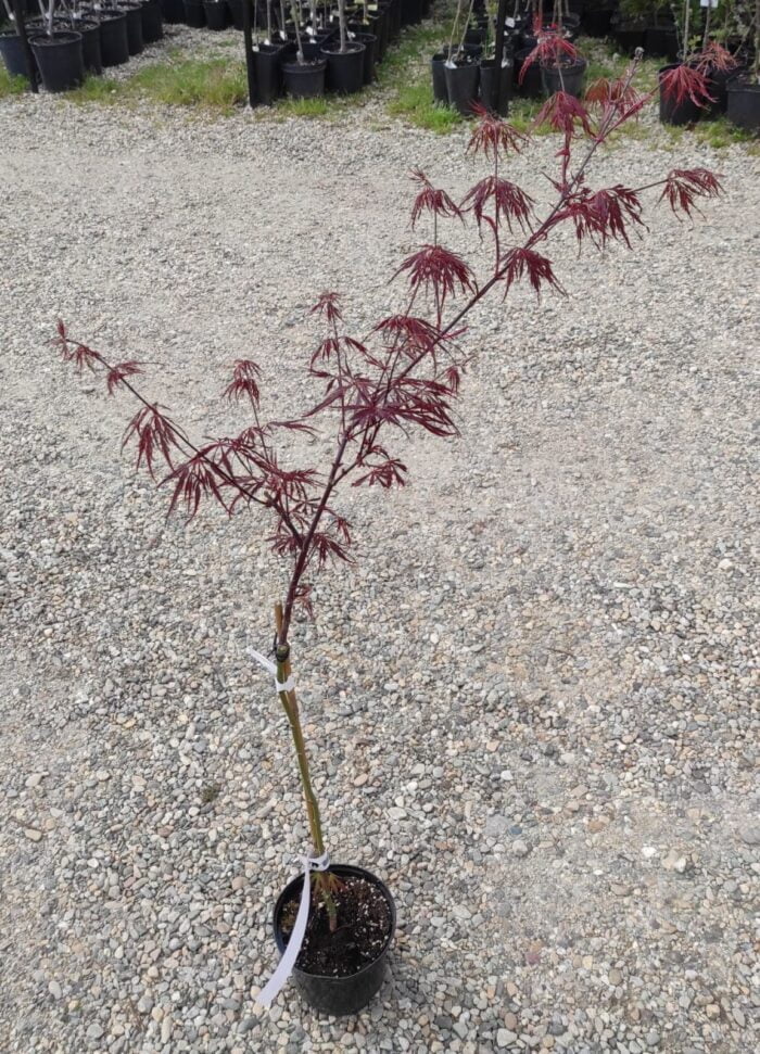 Arțar Tamukeyama pe picior la ghiveci - imagine 2