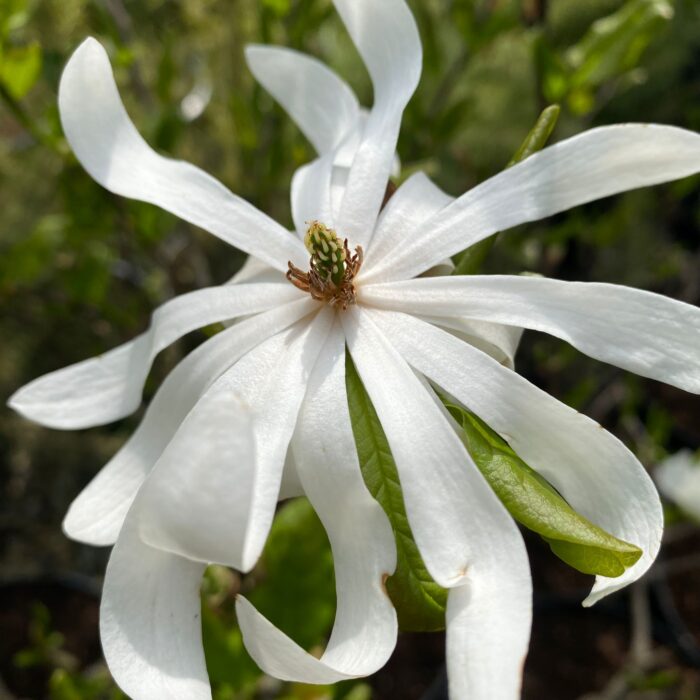 Adaugă o notă de eleganță oricărei grădini cu magnolia Stelata White. Florile albe și strălucitoare vor aduce un aer sofisticat! 🌼🛒