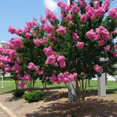 Bucură-te de florile spectaculoase ale Lagerstroemia indica 'Lipan' în grădina ta. O alegere perfectă pentru sezonul de vară!Comandă acum! 🛒