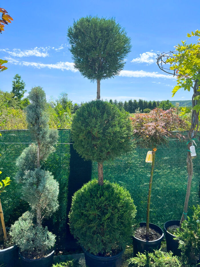 Cupressocyparis Leylandii 3 Glob la ghiveci - imagine 1