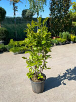 Magnolia Purpurea Dark Pink la ghiveci - imagine 2