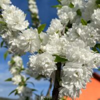 Obțineți un arbore frumos și viguros cu cires japonez alb. 👉️🌳 Plantare ușoară și prindere 100%. Comandați-l acum! 🌼🛒