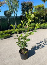 Prunus Laurocerasus la ghiveci - imagine 2