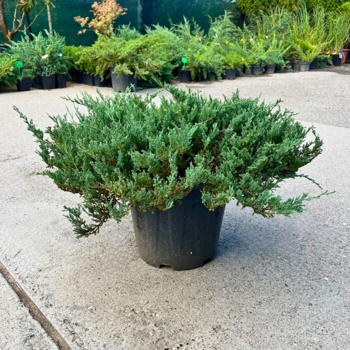 E timpul să-ți transformi grădina într-un peisaj de poveste! Juniperus albastru aduce culoare și textură în orice anotimp. Comandă acum! 🌿🛒